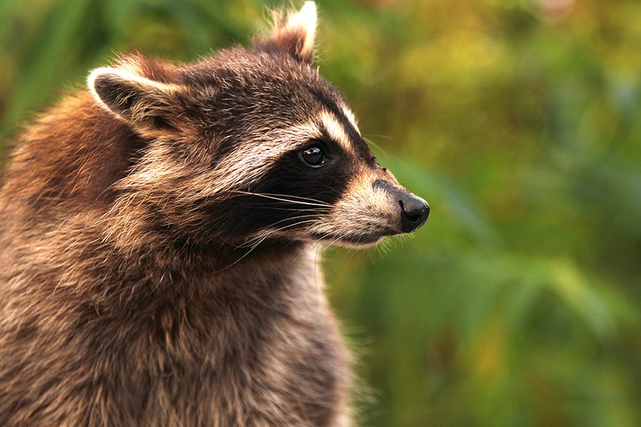 NWCOA Insurance Program - Raccoon Looking Away With Background Blurred on a Sunny Morning